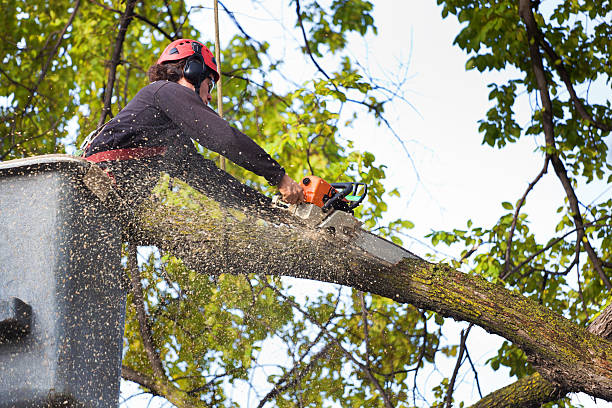 Best Emergency Tree Removal  in Lincolnia, VA